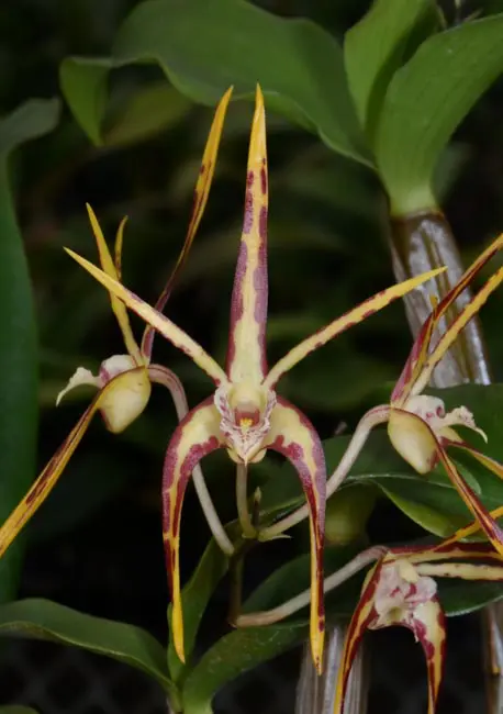 colorful flower of a spider orchid