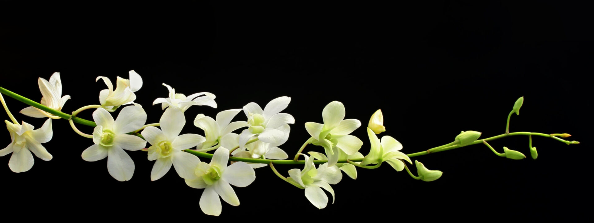 White-green orchid spray, with black background.