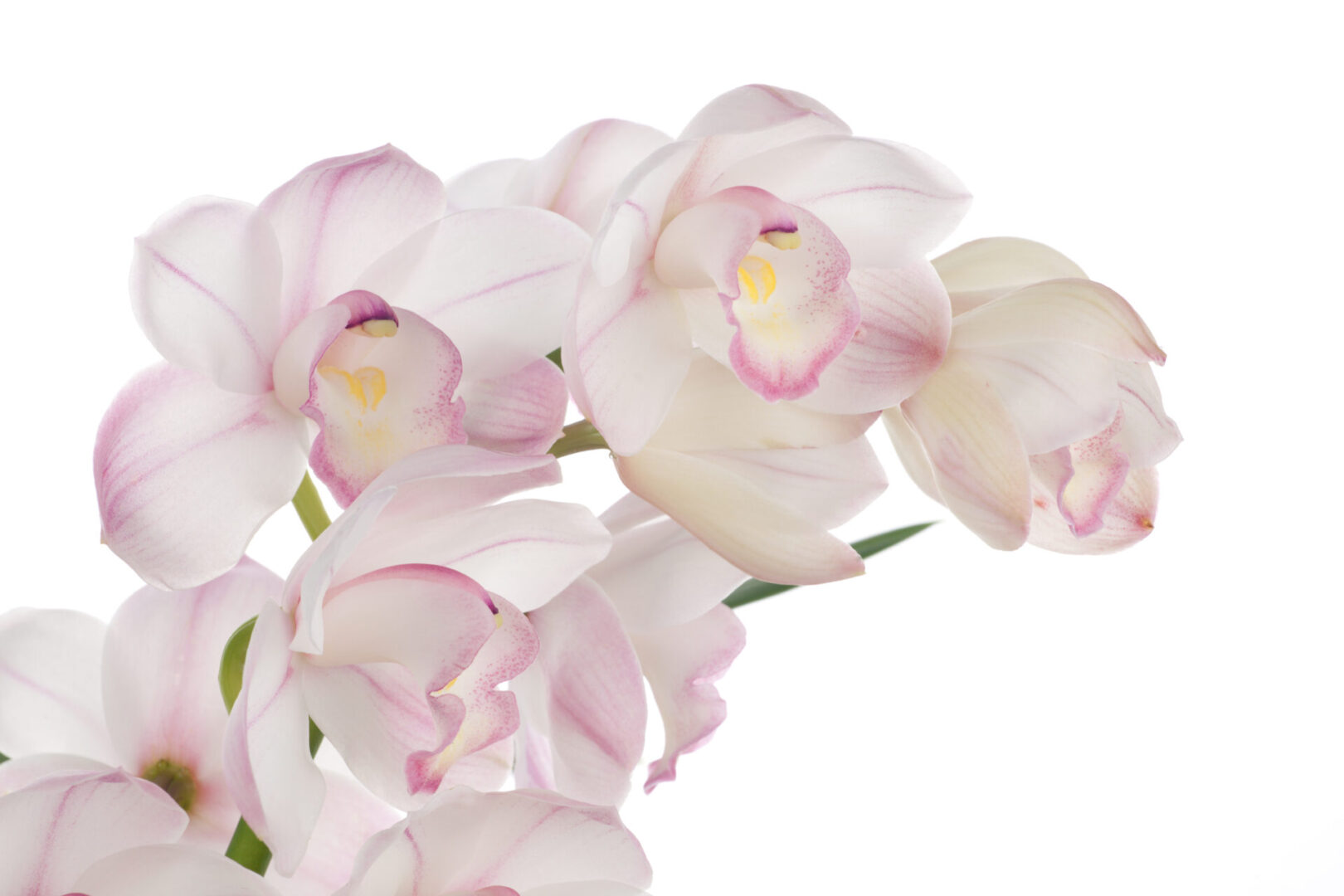 Gorgeous white pink Cymbidium orchid flower over white background